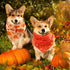 50 25 (25.6 17.7 17.7) Abbylike Pcs Fall Thanksgiving Dog Bandana Bulk Pumpkin Bandana for Dogs Triangle Kerchief Bib