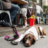 6 ft. Bungee Dog Leash - Heavy Duty with 4 Traffic Handles, Mighty Carabiner Clip, Ultra Reflective for Large Dogs
