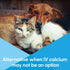 Calcium Now - Oral Calcium for Whelping Dogs - Dog & Cat Calcium Supplement Paste, Vanilla, 30 ml Paste (Pack of 2)