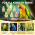 AQOYNQ 6 PCS Bird Diaper, Parrot Diaper Flight Suit, Cute Pigeon Pants, Waterproof Inner, Reusable, Suitable