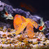 VOCOSTE Soft Silicone Glowing Aquarium Simulation Coral with Sucker, Fluorescence Aquatic Artificial Water Plants for Fish Tank Decoration, Orange by VOCOSTE