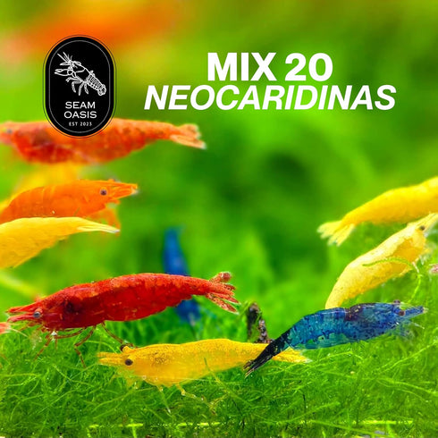 15+ 0.75-1 inches Mixed Color High Grade Neocaridina Live Freshwater Shrimps for Aquarium Bignner Friendly Neocardina