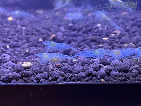 (10 (+1)) Blue Velvet Shrimps Live Freshwater Shrimp Aquarium Neocaridina Inverts RCS Blue Jelly Shrimps Shrimps