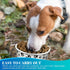 30 Pieces Disposable Dog Bowls, 16 oz Paper Food Bowls for Small Dogs, Travel Bowls for Feeding Dogs and Cats, Printed