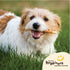 Pet 'n Shape Hide Twists, Chicken Wrapped Rawhide Dog Treats, Small Twist, 2 Pounds