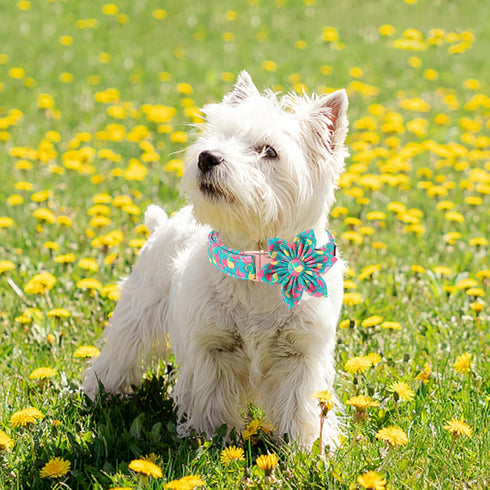 Unique Style Paws Summer Dog Collar with Floral Bow, Flamingo Bow Tie Puppy Collar, Cute Green for Small Medium Large
