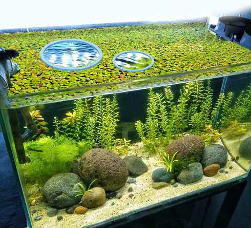 5pcs Aquarium Floating Plant Rings, Foam Round Fish Feeding Rings to Keep Floating Plants in Place (Blue)