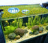 5pcs Aquarium Floating Plant Rings, Foam Round Fish Feeding Rings to Keep Floating Plants in Place (Blue)