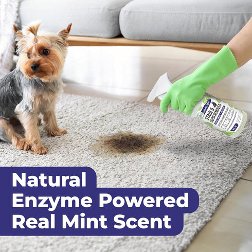 Mighty Mint Stain & Odor Remover, 16oz Natural Enzyme Spray for Safely Neutralizing Odor and Stains from Pets