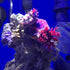 Seachem Prime Fresh and Saltwater Conditioner - 250 ml Chemical Remover and Detoxifier