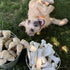 35 lbs, 1 Count Nylabone Original Bone Power Chew Toy for Dogs, Durable & Tough Dog Toys for Aggressive Chewers