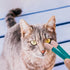 POPETPOP Cat Dog Tear Stain Remover: 2pcs Mini Grooming Comb Brush for Dogs Cats, Multifunctional Eye Comb for Removing