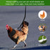 BOAO 3 Pieces Adjustable Chicken Harness and Leash Set, Spring Summer Breathable Comfortable Elastic Hen Vest (Black,