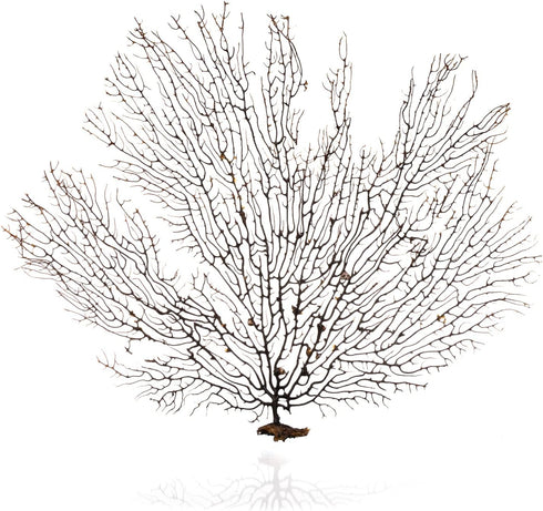 10-12'' Nautical Crush Trading Sea Fan Coral, Black, Natural Real Piece of Coral, Plus Free Nautical eBook by Joseph