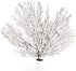 10-12'' Nautical Crush Trading Sea Fan Coral, Black, Natural Real Piece of Coral, Plus Free Nautical eBook by Joseph