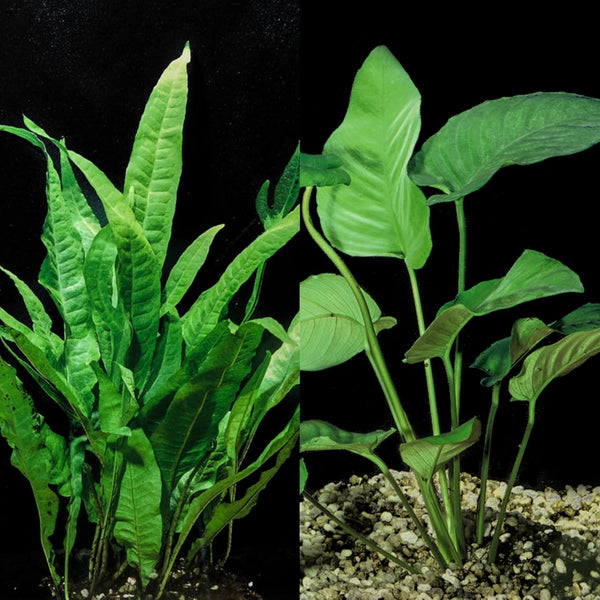 Generic Java Fern and Anubias Aquarium Plant Bundle - Live Freshwater Plants for