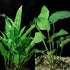 Generic Java Fern and Anubias Aquarium Plant Bundle - Live Freshwater Plants for