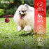 Colorful Squeaky Tennis Balls for Small Dogs and Puppies, 1.5 Inch, 12 Pack for Training and Fetch