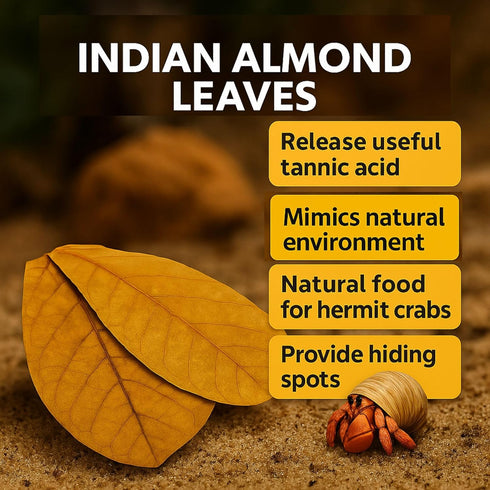 6 Inch Pack 10 Hermit Crab Tank Accessories Indian Almond Leaves of Natural Catappa Leaves for Aquarium & Reptile Tanks