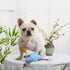 HugSmart Pet Fuji Ice-Cream, Squeaky Plush Dog Toy for Small Medium Dogs, Interactive Tugging Action