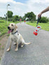 Chew Proof Dog Leash, 5 ft Steel Cable Lead with Reflective Soft Padded Handle, Sturdy Waterproof - Black