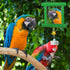 Dplolng Chicken Mirror Toys with Bells, Hanging Swing Mirror, Wooden Pecking Toy, Beak Grinding Molar Stones for Hens