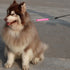Traffic Dog Leash Dog Training Leash Pet Dog Traffic Grab Handle Dog Grab Tab Training Tab (Rosered & Purple)