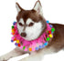 Midlee Pink Birthday Pom Pom Dog Collar, Medium Size