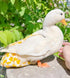 Magnoloran 2 Pack Chicken Diapers for Hens, Roosters, Diapers for Ducks, Ducklings, Reusable Pet Diaper with Bow Ties