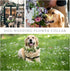Dog Wedding Flower Collar, Flower Crown for Weddings, Rose Flower Crown, Pet Photo Prop for Cats and Dogs