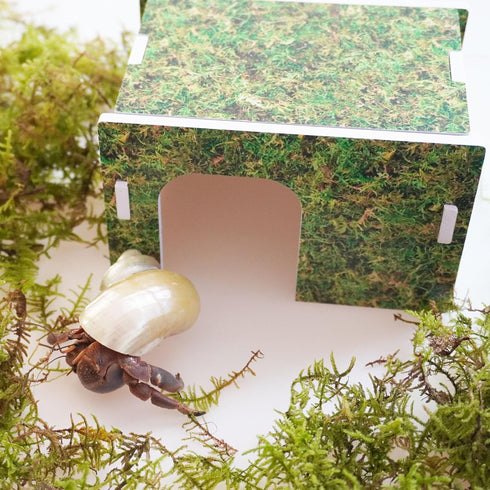Begeterday Hideout5.1 3.5 3.1 inch Hermit Crab Accessories, Naturally Green Hermit Crab x x
