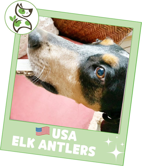 Nature Gnaws USA Elk Antlers for Dogs 5-8" (3 Count) - Long Lasting Natural Chew Bones for Aggressive Chewers