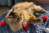 1.5 INCH Extra Large Cat Toy Balls, Sparkly Glitter Chase Pom Pom Balls