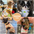 PETCARE 3 Pack Premium Small Dog Shirts, 95% Cotton Soft Cute Outfits for Small Dogs and Cats