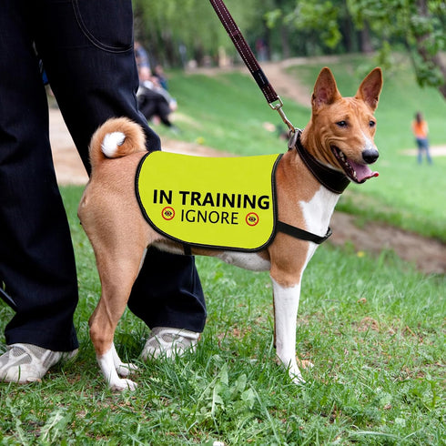 Training Dog Jacket Vest: In Training Ignore Dog Vest with Slogan Warning (Large)