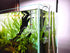 Glass Lily Pipe Outflow - Surface Skimmer for Planted Tank Aquarium (17mm for 16/22mm tubing)