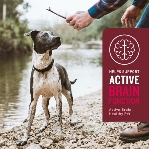 VetIQ Multivitamin Supplement for Dogs, Supports Brain Function, Immune System, Hickory Smoke Flavor, 60 Count