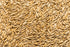 Thunder Acres Non GMO, Certified Organic, Oat Seed (5 lb.)