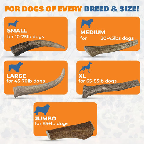 Natural Elk Antlers for Dogs - Premium Grade Long-Lasting Whole Deer Antler Chews for Aggressive Chewers - 1 Pack