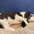 SPOT 11 Inches Shaggy Plush Ferret - Interactive Rattle and Catnip Fuzzy Toy for Indoor Cats and Kittens, Large Size