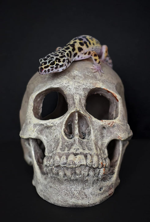Komodo Realistic Full Human Skull Ornament for Reptile Terrarium or Aquarium Decoration, 4.3"x 7.2"x 4.1"