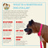 Country Brook Petz Martingale Dog Collar, Heavy-Duty Training Collar, Hot Pink, 1 Inch, Large