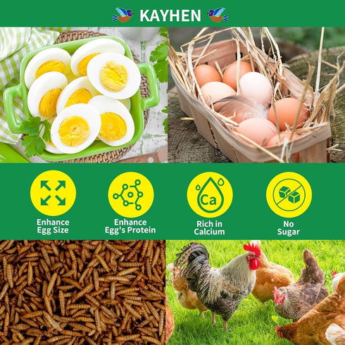 KAYHEN 10LB Dried Black Soldier Fly Larvae Non-GMO BSF Larvae for Chickens More Calcium Than Mealworms High-Protein