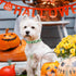 Halloween Dog Collar - Adjustable for Small Medium Large Dogs - Pumpkin Bat Ghost Pattern
