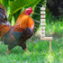 Oooct 2 Pack Chicken Chewing Toy, Chick Beak Grinding Calcium Stone with Wood Stake, Chicken Cage Accessories, Cage