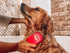 Tuff Pupper Dog Bath Brush, Silicone Pet Hair Remover for Shampooing & Massaging Dogs