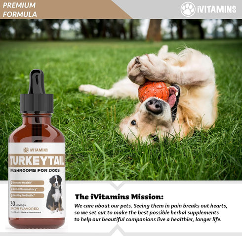 Turkey Tail Mushroom for Dogs - Immune System Boost, Healthy Prebiotic, Dog Mushroom Supplements, 1 fl oz