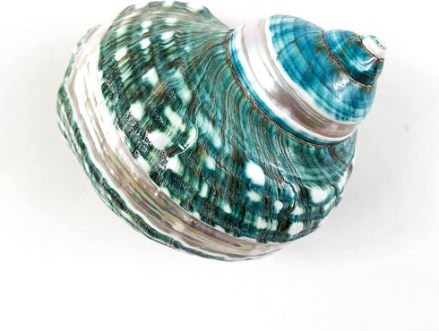 Heyiwell 3.5"~4.5" Inch Natural Large Jade Banded Turbo Seashells&Hermit Crab Shells