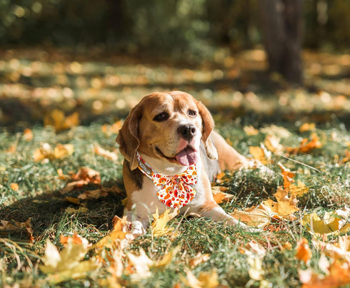 Dog Collar with Pretty Bow Tie - Durable Adjustable Thanksgiving Collar with Pumpkin and Turkey Pattern, Available in