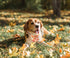 Dog Collar with Pretty Bow Tie - Durable Adjustable Thanksgiving Collar with Pumpkin and Turkey Pattern, Available in